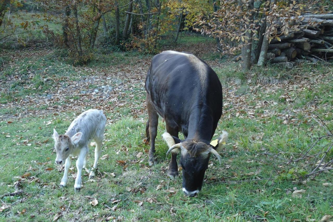 Agriturismo Di Charme E Ristorante Stallato Il Filo Di Paglia Carro Kültér fotó